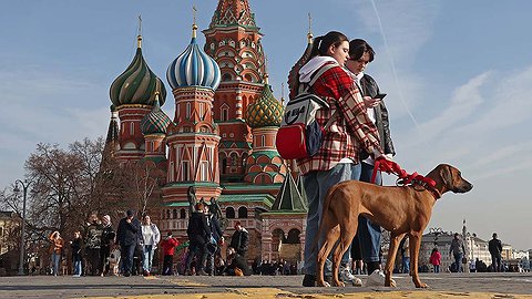 Усы, лапы, хвост